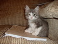 My kitty Cloud at one month?
